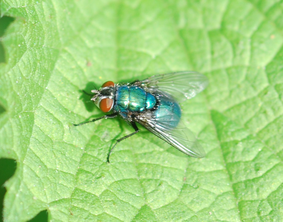 Lucilia sp. (calliphoridae)